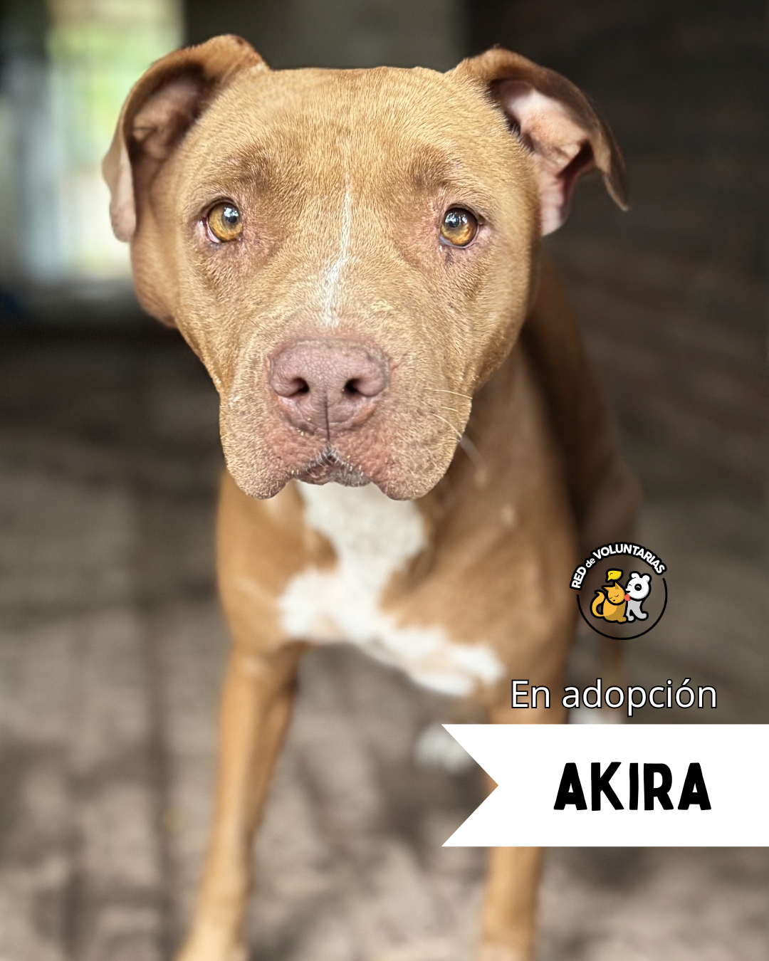 Foto de AKIRA