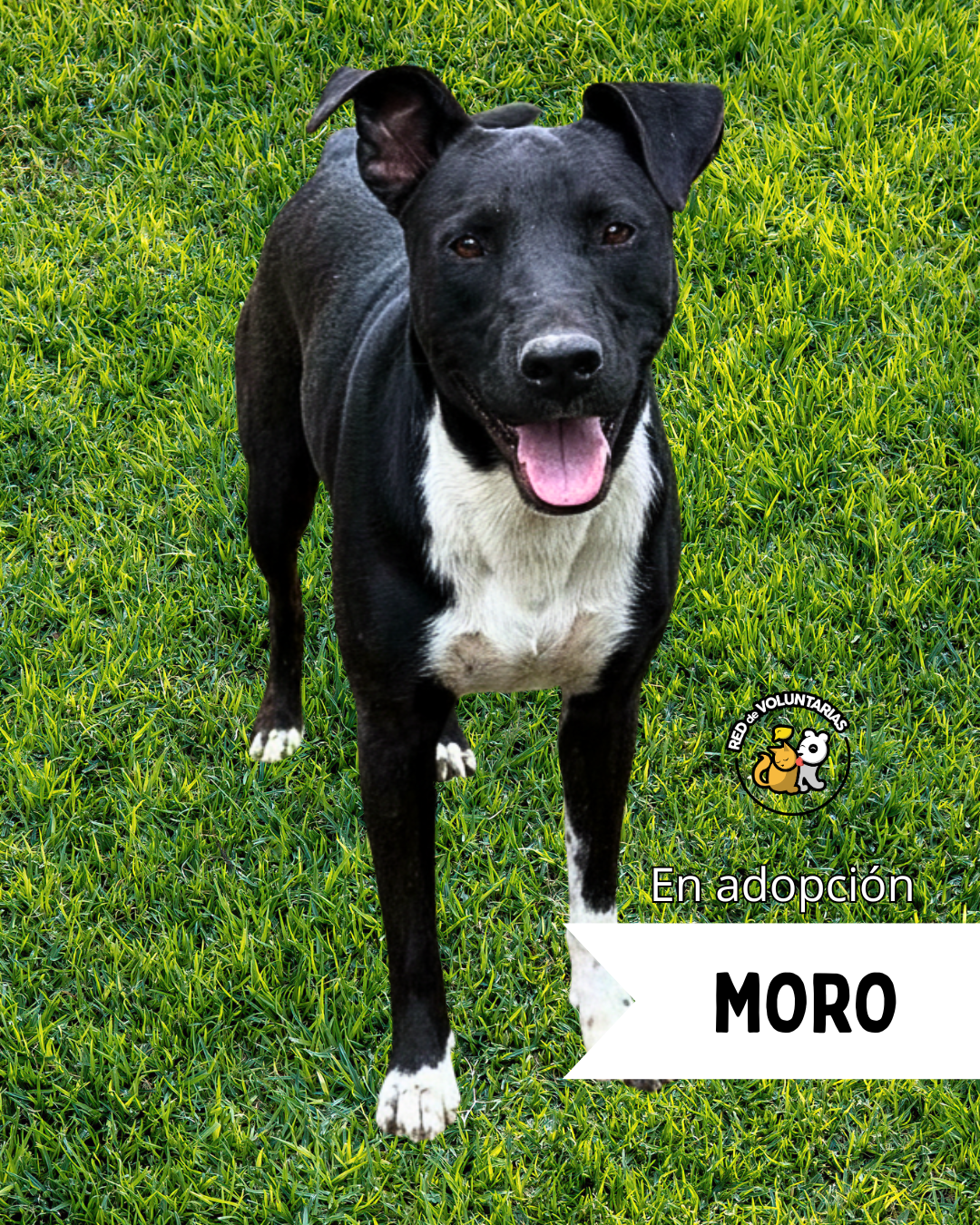 Foto de MORO